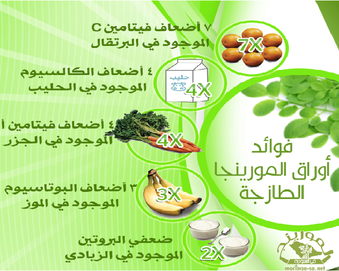 مكونات المورينجا وفوائدها الصحية العجيبة natub